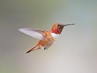 Latin America’s hummingbird effect: the small economies winning big
