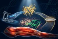 Study Identifies PICALM Protein as Molecular Link Between Fasting, Exercise, and Muscle Health