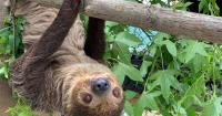 After Sloth World fallout, two Florida lawmakers seek federal ban on wild sloth imports
