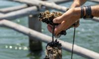 Supporting Long Island's Shellfish Industry