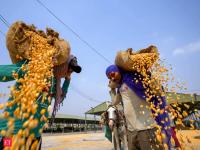 India’s drought-hit maize crunch pits poultry, ethanol makers in ‘me first’ fight