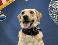 Police dog Trina finds missing elderly man in Hawaii Volcanoes National Park