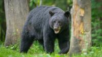 Idaho man wrestled black bear that broke into his home 'like a dude' to protect family