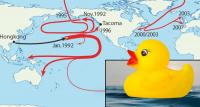 In the ’90s, 28,000 rubber ducks fell into the ocean. Scientists mapped their incredible global journey.