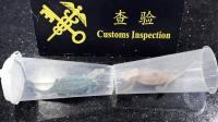 Gongbei Customs seizes 2 live chameleons at Qingmao
