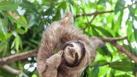 International Sloth Day: The surprising science behind nature’s slowest mammals