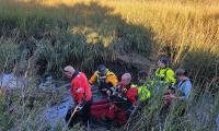 Three Dolphins Stranded in New Jersey Marsh Are Euthanized