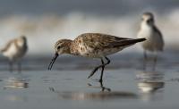 Mozambique’s Maputo National Park showcases biodiversity and shelters migratory birds