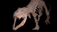 For decades, many scientists thought this dinosaur was just a teenage T. rex, and now this very rare skeleton is heading to auction