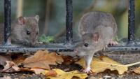 Brits face ‘overwhelming’ boom in rat populations across UK – as pest controllers warn they ‘can’t keep up’