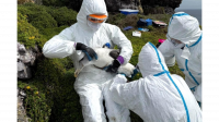 Tasmania Begins Hand-Vaccinating Rare Shy Albatrosses Against Bird Flu in What Officials Call a World First