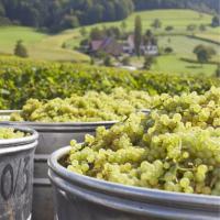 German wine harvest forecast to fall 20% below average