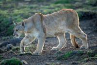 Wyoming photographer says he yanked a cougar's ear after it attacked his dog