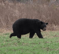 Mississippi wildlife officials remind residents to secure food as bears enter hyperphagia