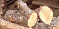 Missouri officials warn campers about moving firewood