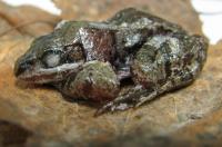Science Stories: Frozen Frogs, Smart Tattoos and Nobel-Winning Discoveries