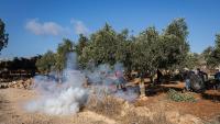 Harvest under siege: How Palestine's olive groves became a front line