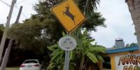 New Jersey drivers warned as deer mating season sends wildlife darting across busy roads