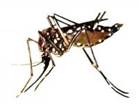 8 dengue-related deaths, 252 cases confirmed in Chad: health ministry