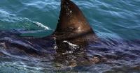 Shark kills woman swimming off South Africa's coast