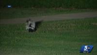 Rabid skunk found in western Oklahoma amid growing concerns elsewhere