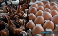 Business : Malaysiaâ€™s Poultry Sector To Stay Resilient On Steady Demand, Domestic Production Base -- MBSB IB