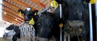 Is the EU requiring Latvia to slaughter a quarter of its dairy cows? WTF fact-checked the News.by report