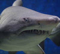 Shark attack kills 65-year-old woman swimming off South Africa’s southeastern coast