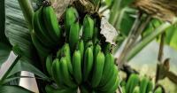 Peruvian banana exports up in value, down in volume