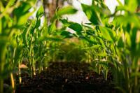 EU Council and Parliament strike deal to update rules on organic farming