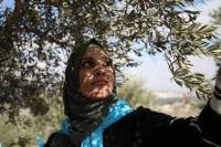 Palestinian farmers face renewed threats from Israeli settlers as olive harvest is underway: UN experts