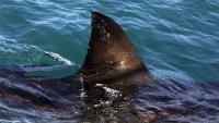 Shark kills woman swimming off South Africa's coast