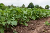 BIOCRAFT Project Uses AI to Develop Resilient Crops