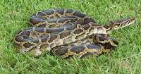 Giant 18-Foot Invasive Python Captured in Puerto Rico Jungle After Snake Was Spotted Strangling Pet Cat
