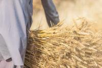 North Africa and the Sahel face the next global food shock 