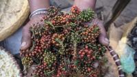 Prized pepper at risk in Madagascar's shrinking forests
