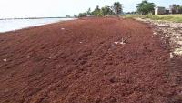 Prime Minister Briceño Gives Update on Belize’s Push for Sargassum Financing