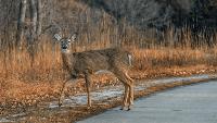 Oklahoma Wildlife Department urges drivers to stay alert; don