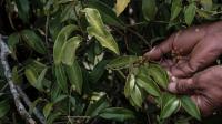 Madagascar’s wild pepper falls victim to its own success