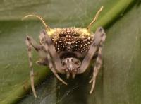 Scientists Found a Spider That Pretends to Be Killed by a Zombie Fungus