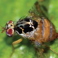 Agriculture Dept. to begin medfly spraying in Old San Juan