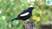 In 1960, just 12 Seychelles magpie-robins remained on Frégate Island; by 2015, about 280 lived across five islands