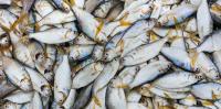 Wild fish are a precious resource – here’s how aquaculture can bolster food security