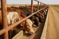 SA feedlots reject Namibian cattle, beef imports