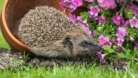 Gardeners urged to make one simple change to entice hedgehogs into gardens this autumn