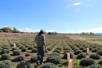 Lavender thrives at family farm north of Cortez
