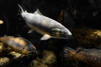 Montana Needs a Student Voice on Its Fisheries Grant Panel