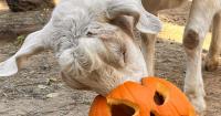 Zoo Boise hosts annual Boo at the Zoo event featuring lots of spooky fun
