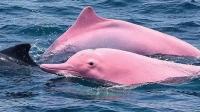 Is that a pink dolphin? Rare sighting surprises beachgoers in Oman