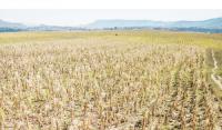 ‘El Niño could push Malawi into deeper economic crisis’